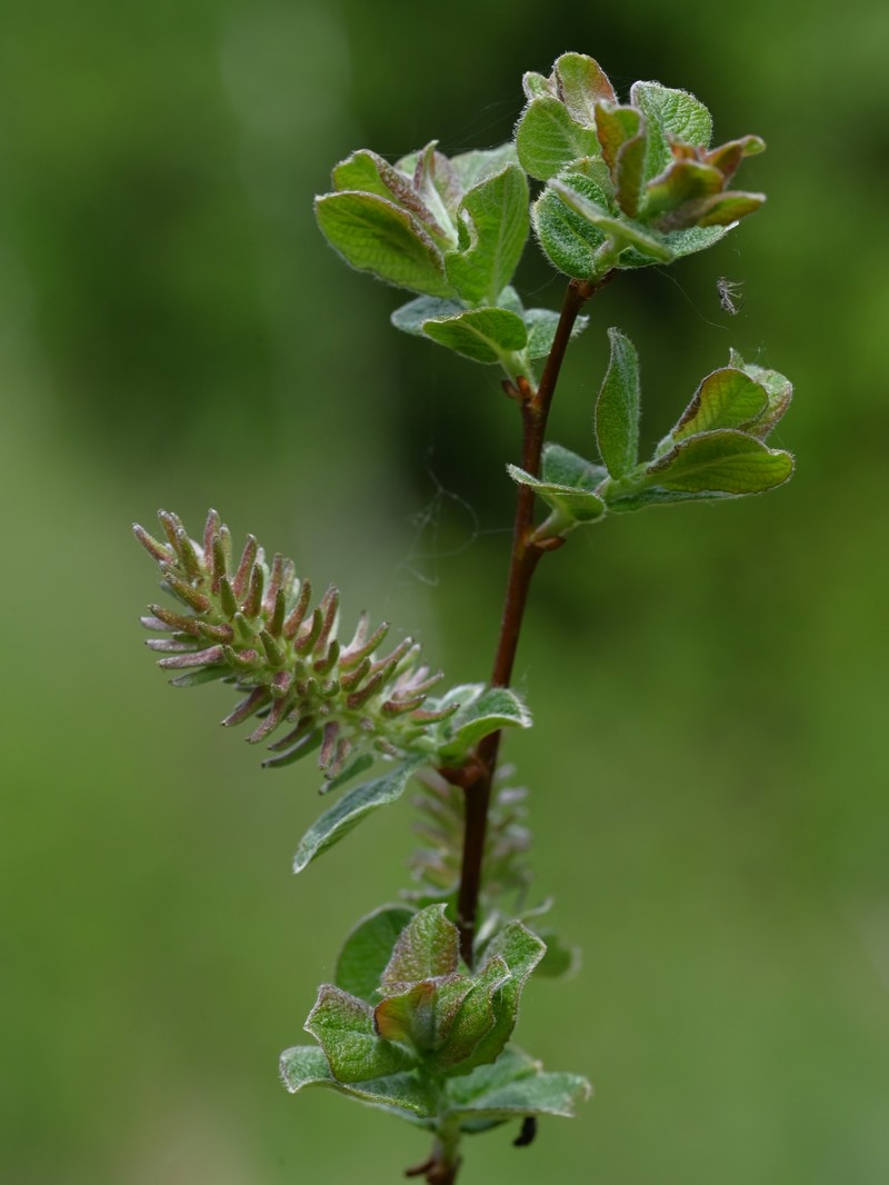 Eared Willow photo 2
