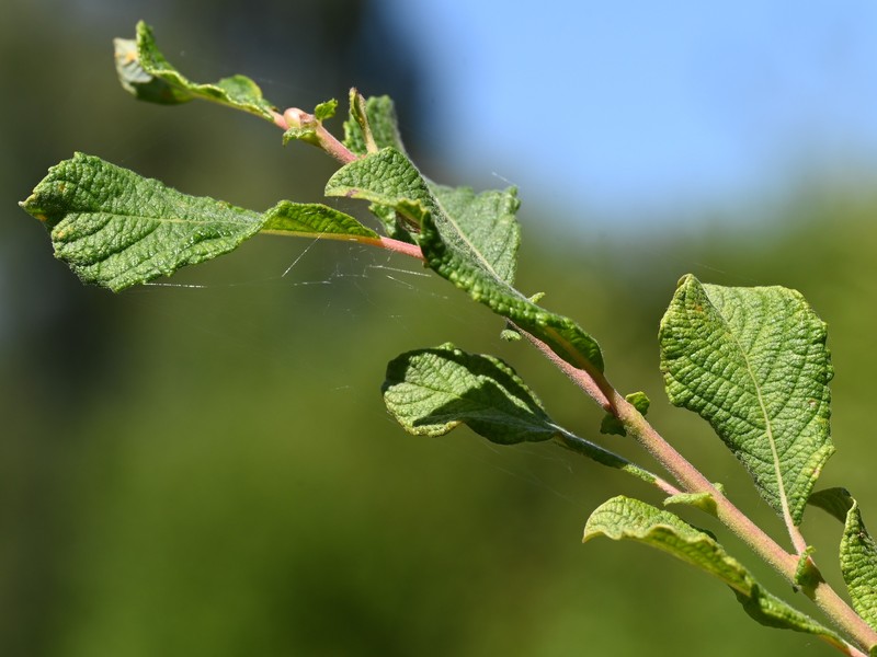 Eared Willow photo 3