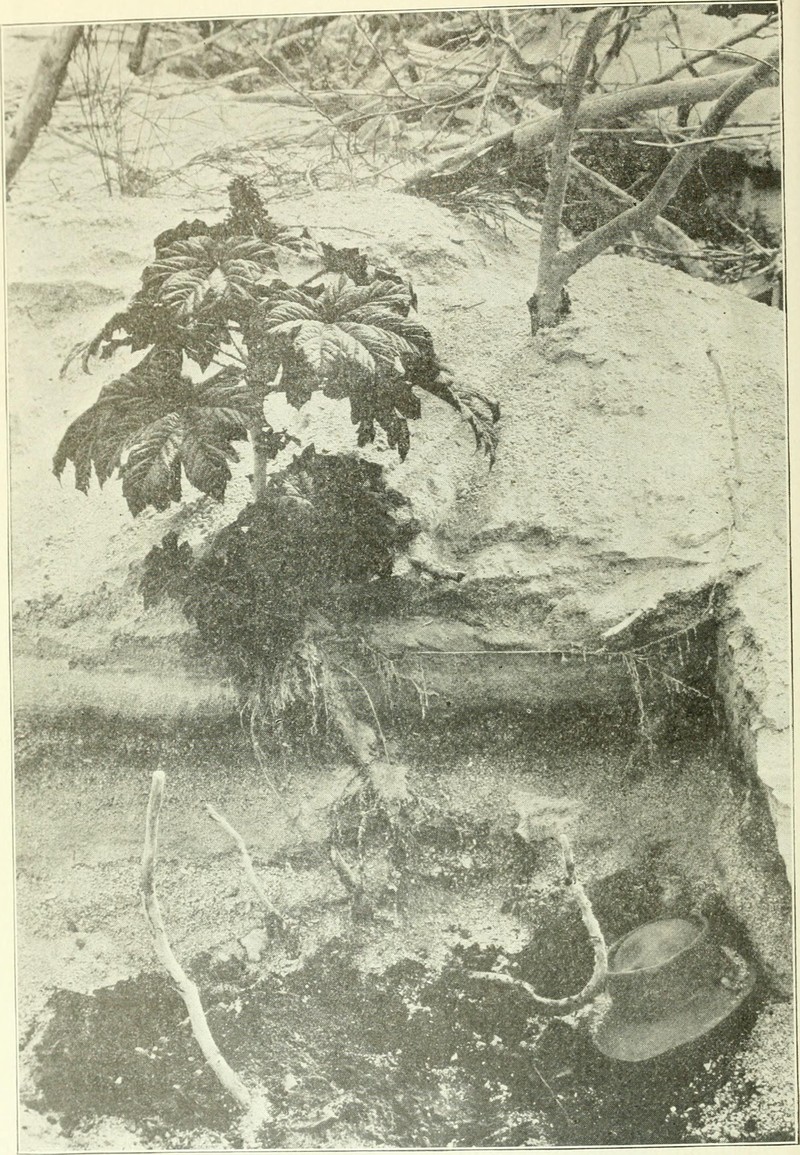 Barclay's Willow photo 2