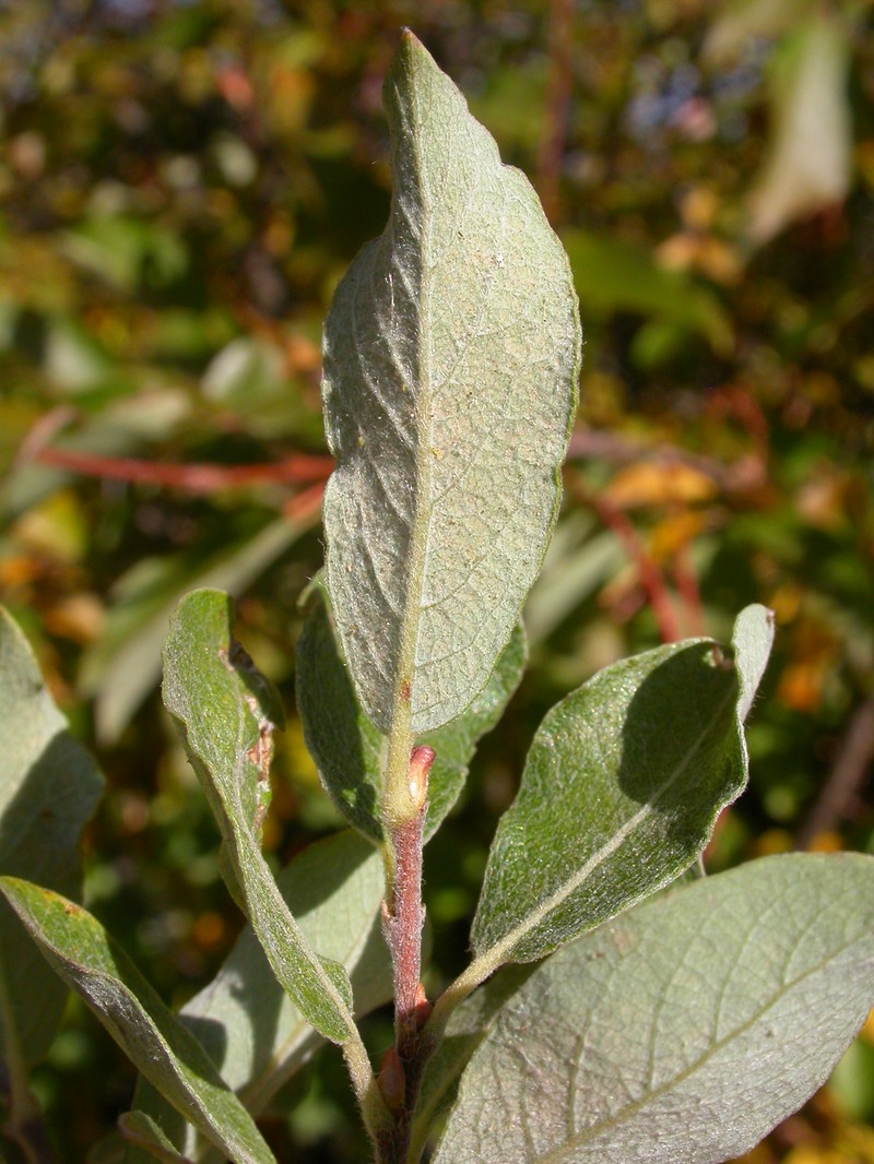 Bebb Willow photo 5