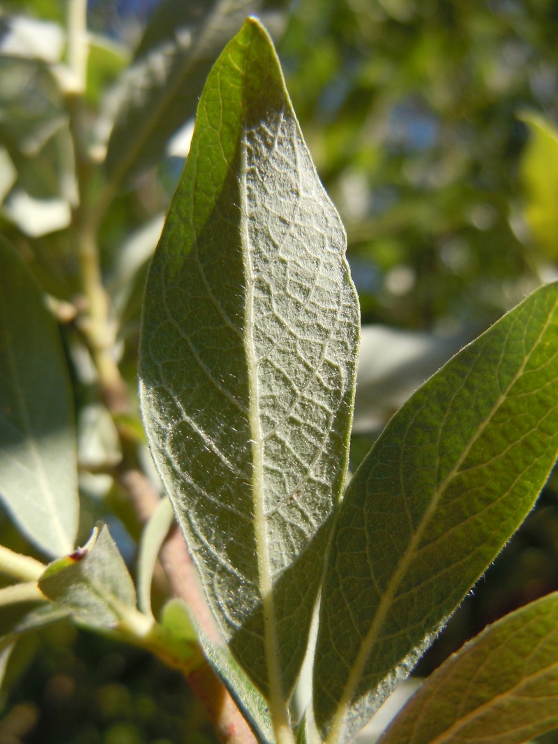 Bebb Willow photo 2