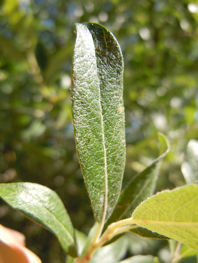 Bebb Willow photo 3