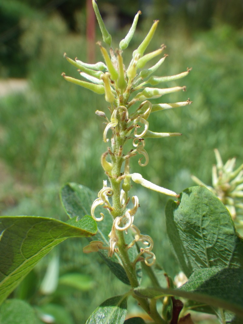 Bebb Willow photo 4