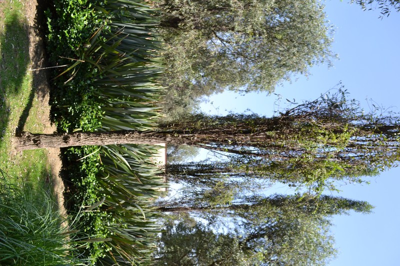 Bonpland Willow photo 2