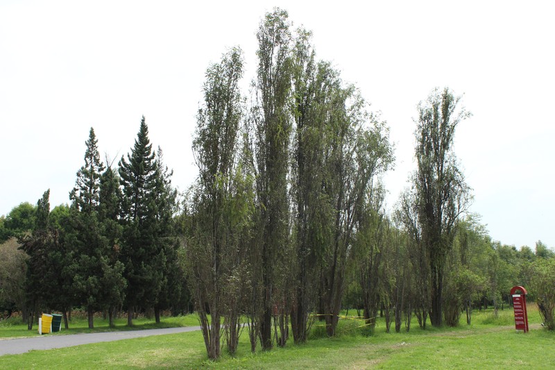 Bonpland Willow photo 3