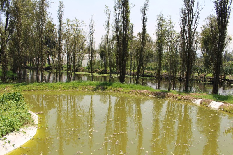 Bonpland Willow photo 4