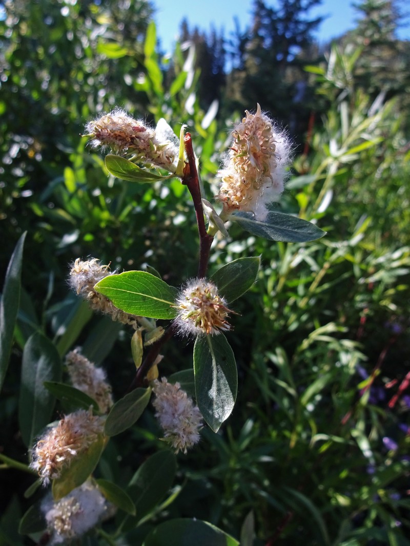 Booth's Willow photo 4