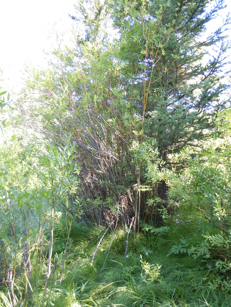 Booth's Willow photo 3