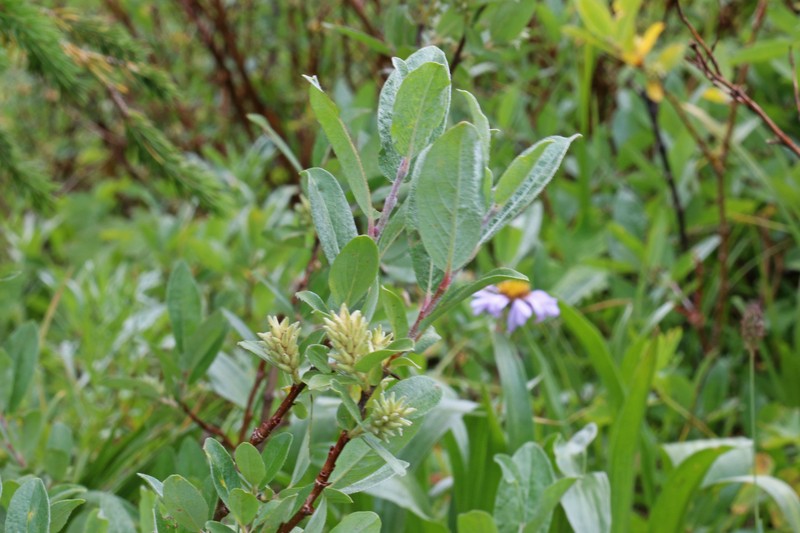 Shortfruit Willow photo 2