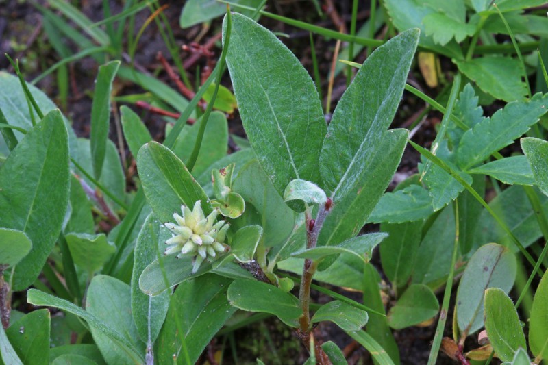 Shortfruit Willow