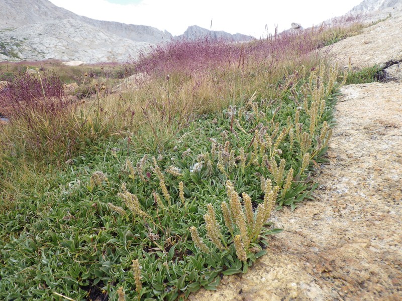 Brewer's Willow photo 2