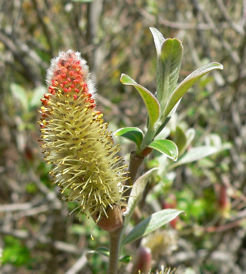 Brewer's Willow photo 3
