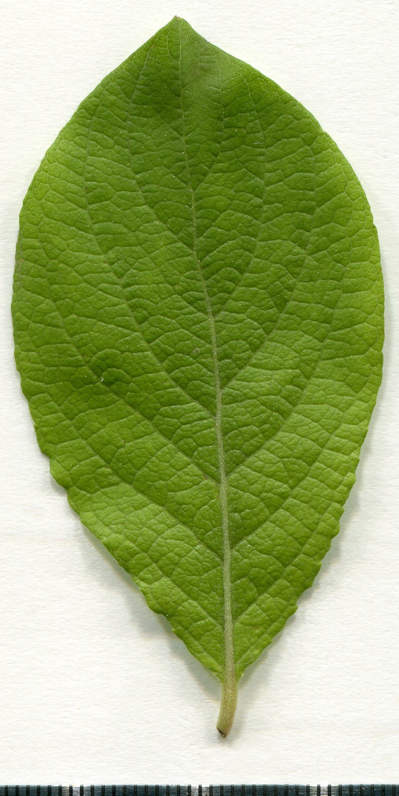 Goat Willow photo 5
