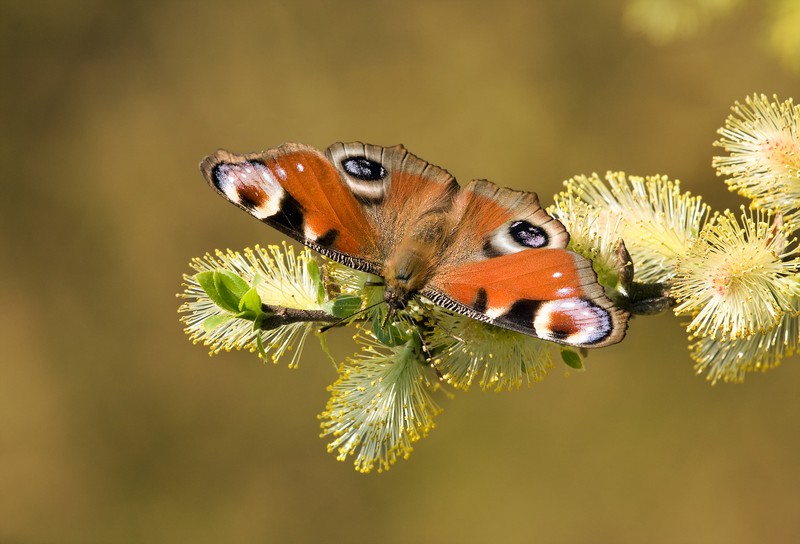 Goat Willow photo 2