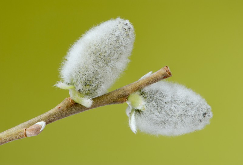 Goat Willow photo 3