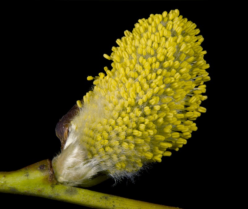 Goat Willow photo 4