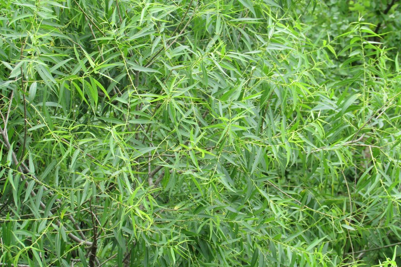 Coastal Plain Willow photo 4