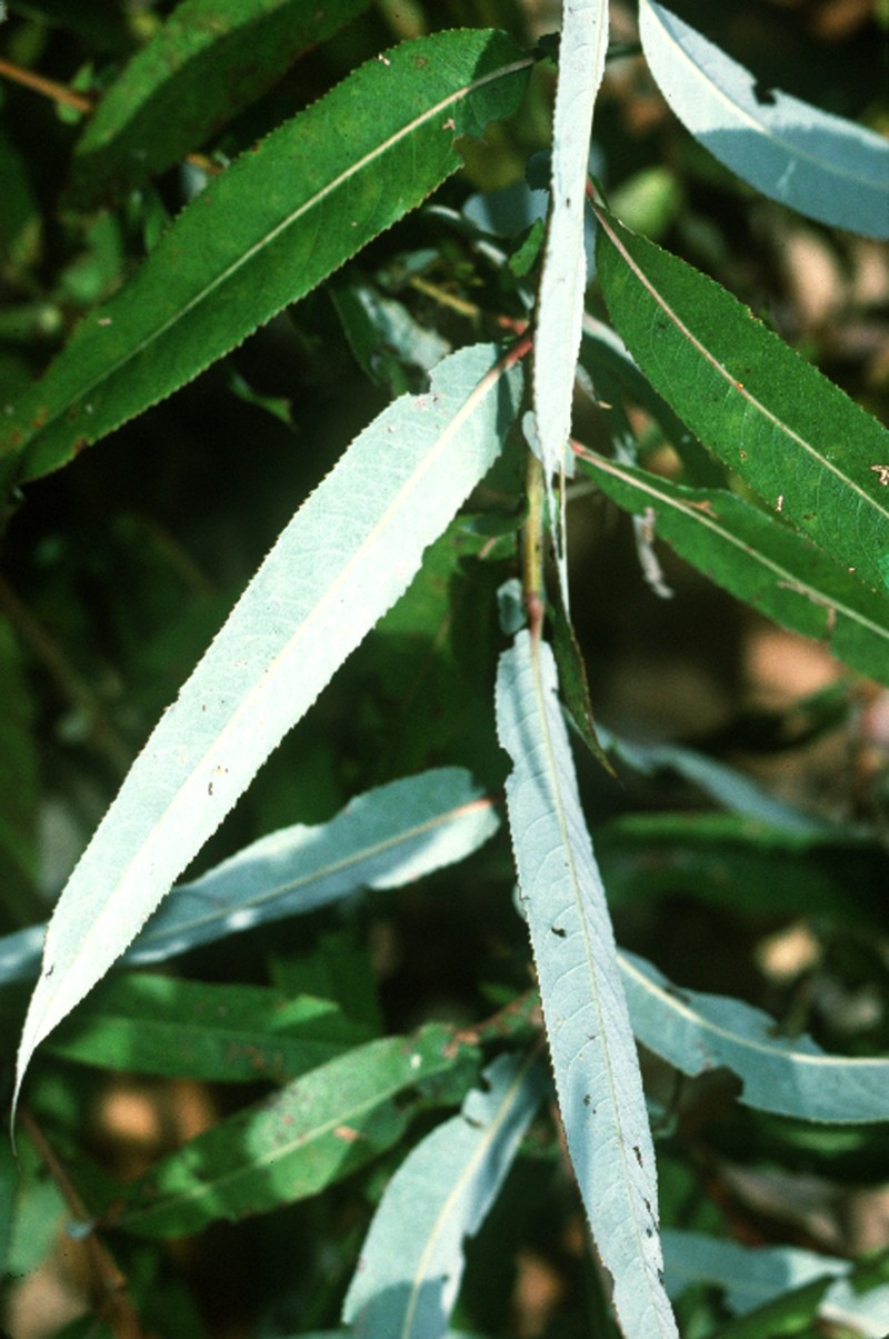 Coastal Plain Willow photo 2