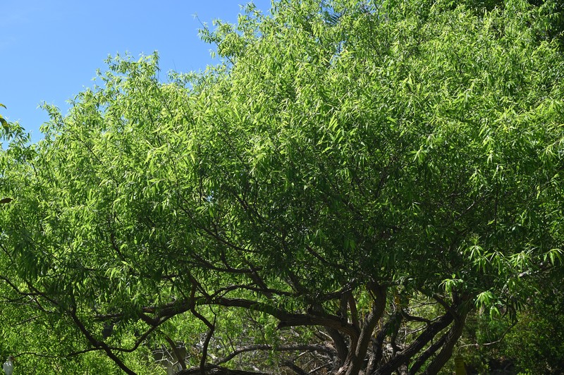 Coastal Plain Willow photo 3