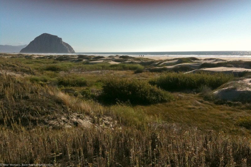 Chamisso's Willow photo 4