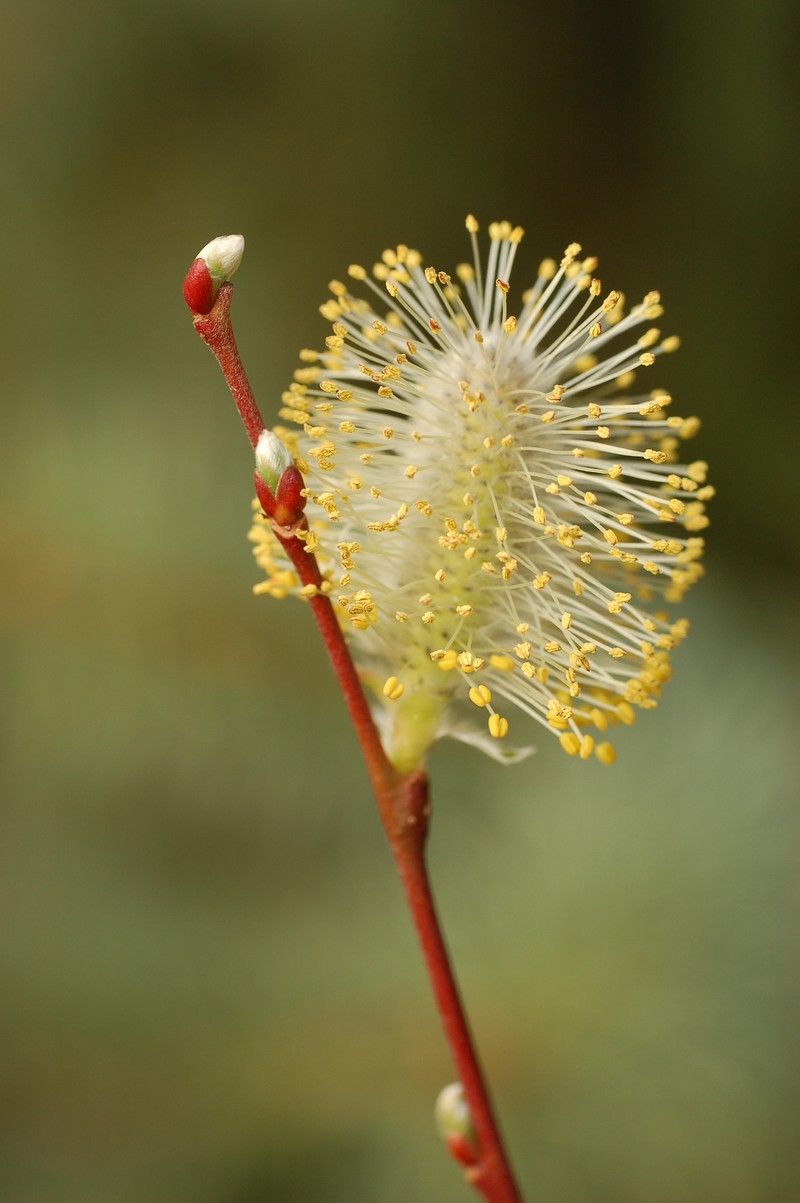 Large Gray Willow photo 3