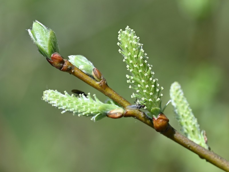 Large Gray Willow photo 2