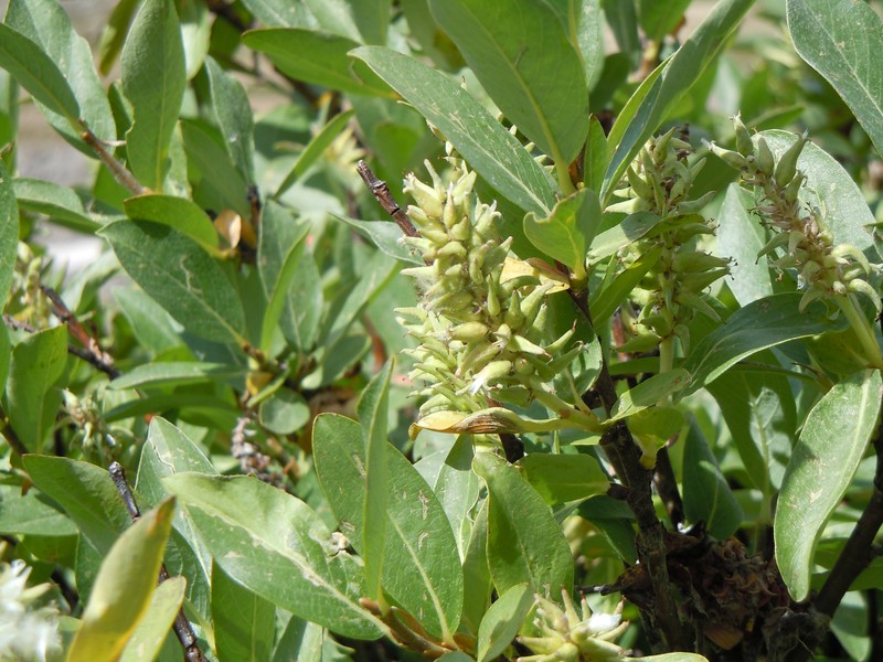 Undergreen Willow photo 6