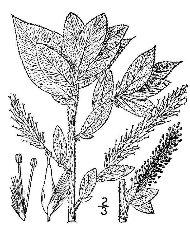 Heartleaf Willow photo 6