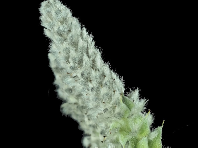 Del Norte Willow photo 4