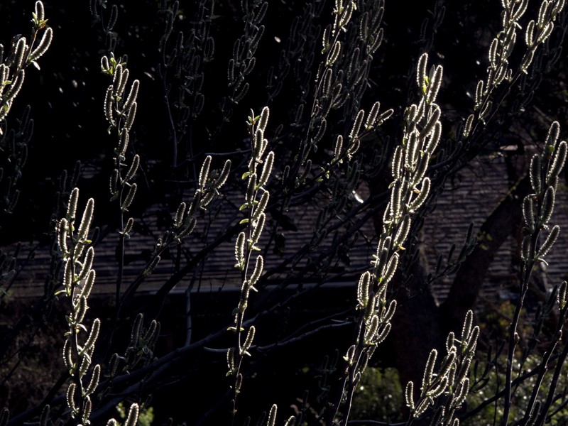 Del Norte Willow photo 5