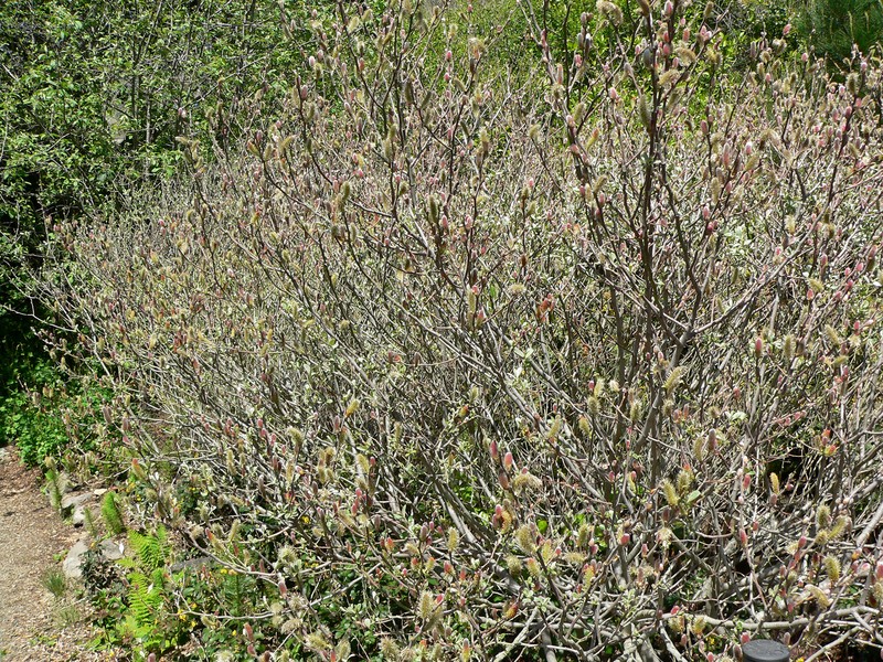 Del Norte Willow photo 2