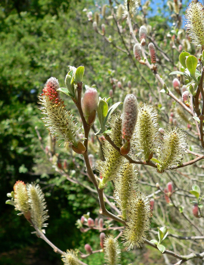 Del Norte Willow photo 3