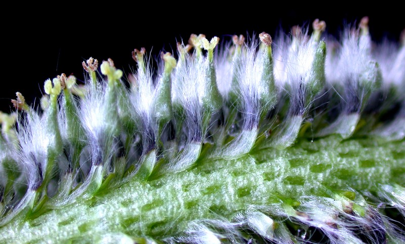 Pussy Willow photo 2