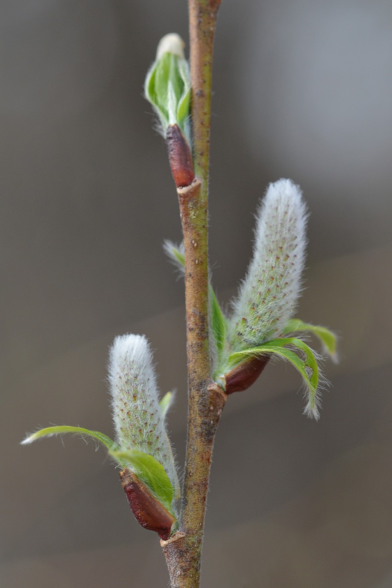 Pussy Willow photo 3