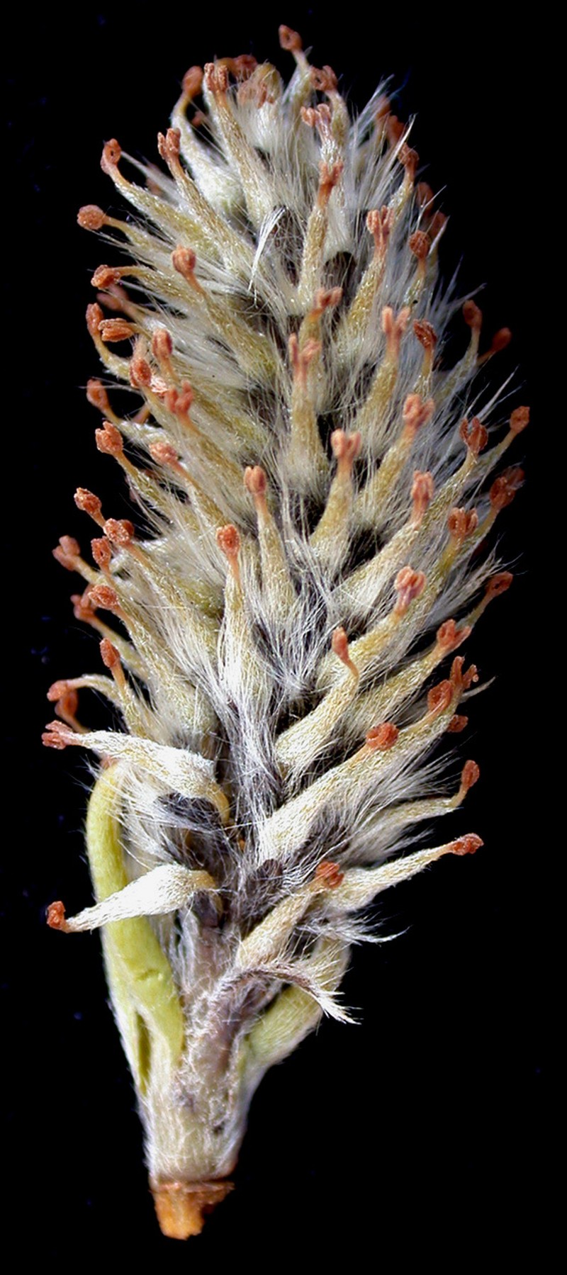 Pussy Willow photo 4