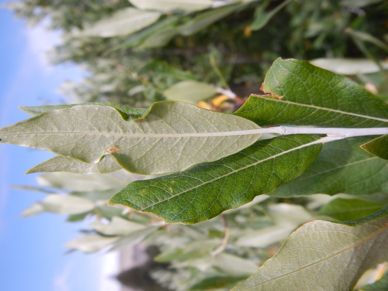 Drummond's Willow photo 2