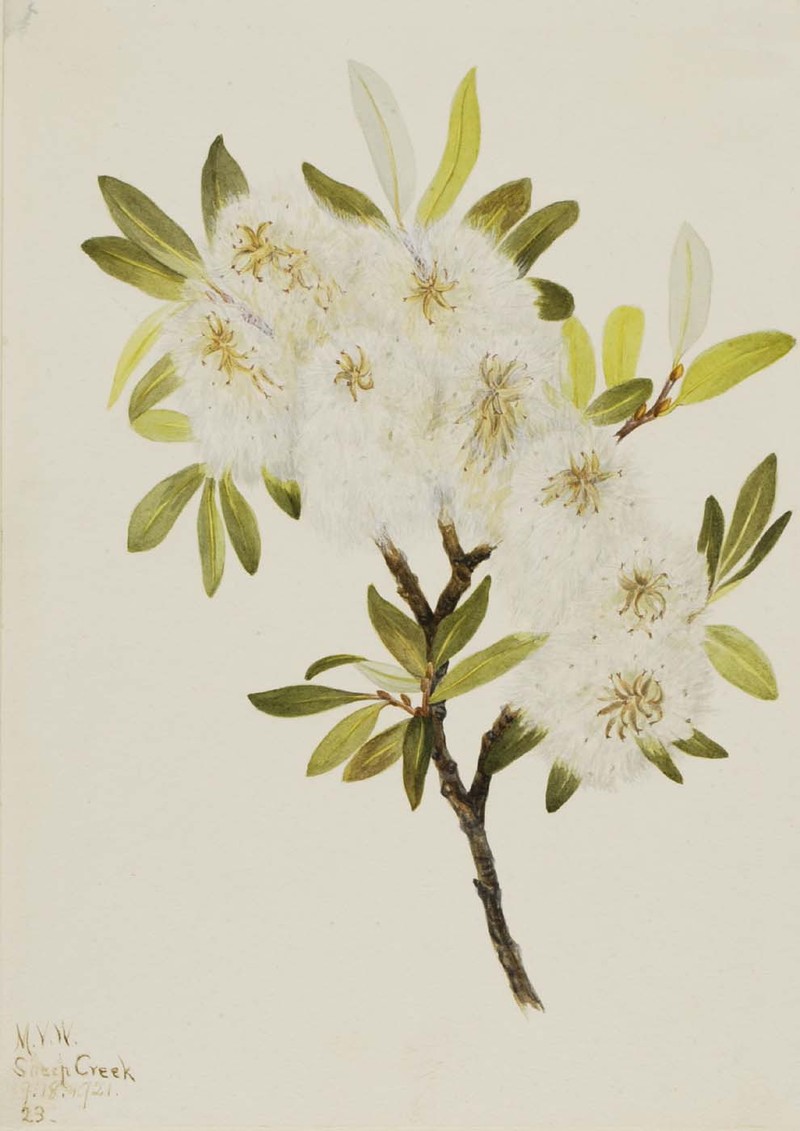 Drummond's Willow photo 3