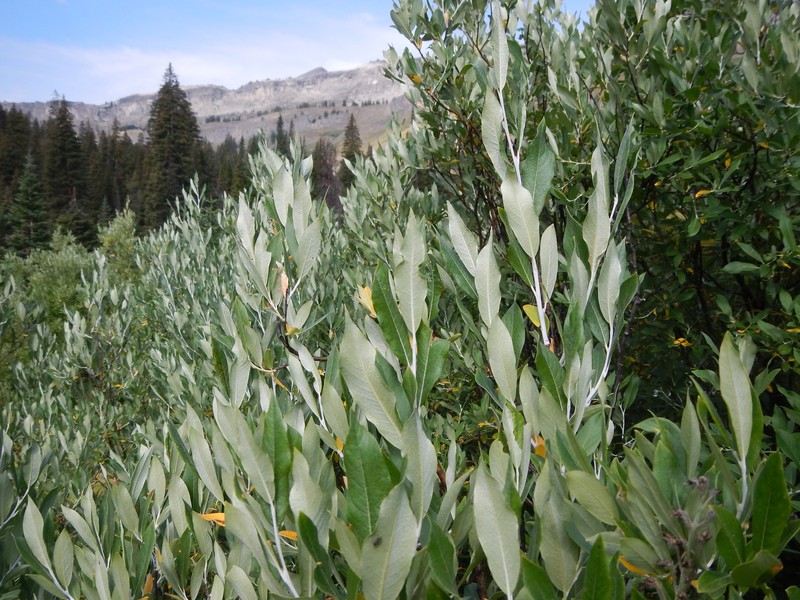 Drummond's Willow photo 4