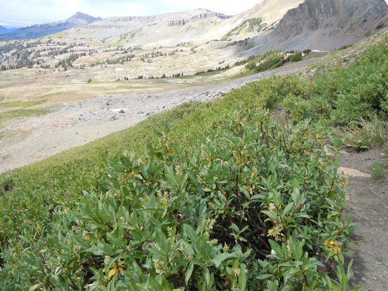 Mountain Willow photo 4