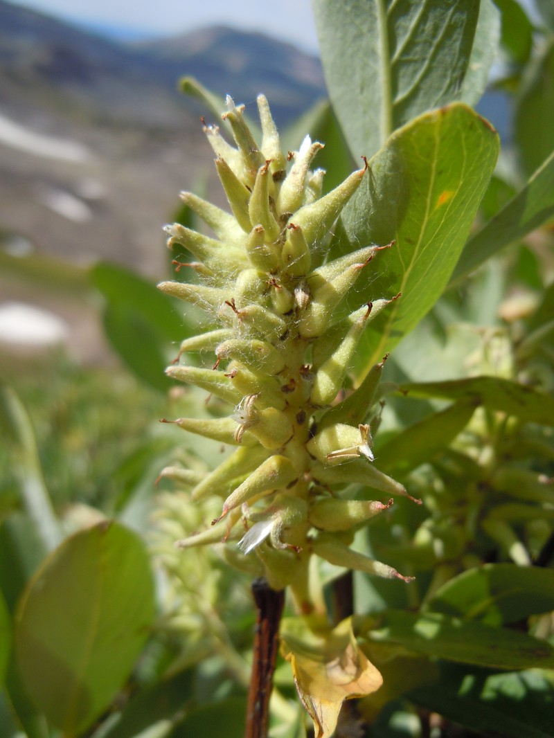 Mountain Willow photo 5