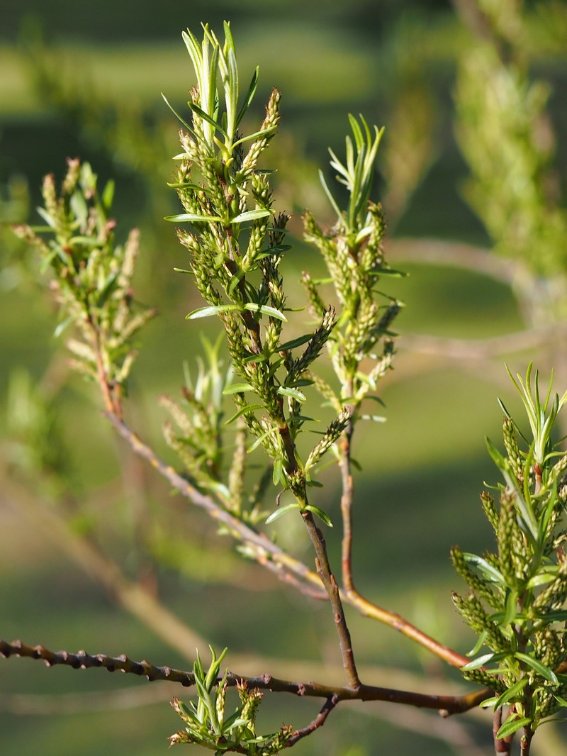 Narrowleaf Willow photo 4