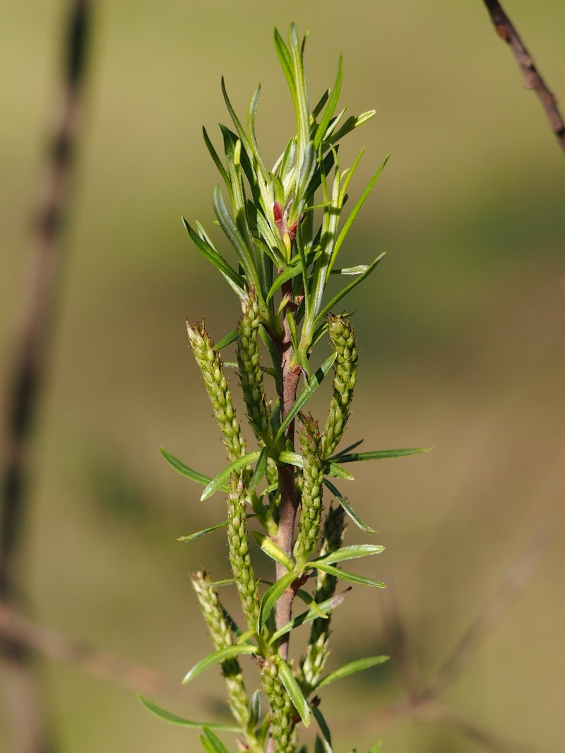 Narrowleaf Willow photo 5