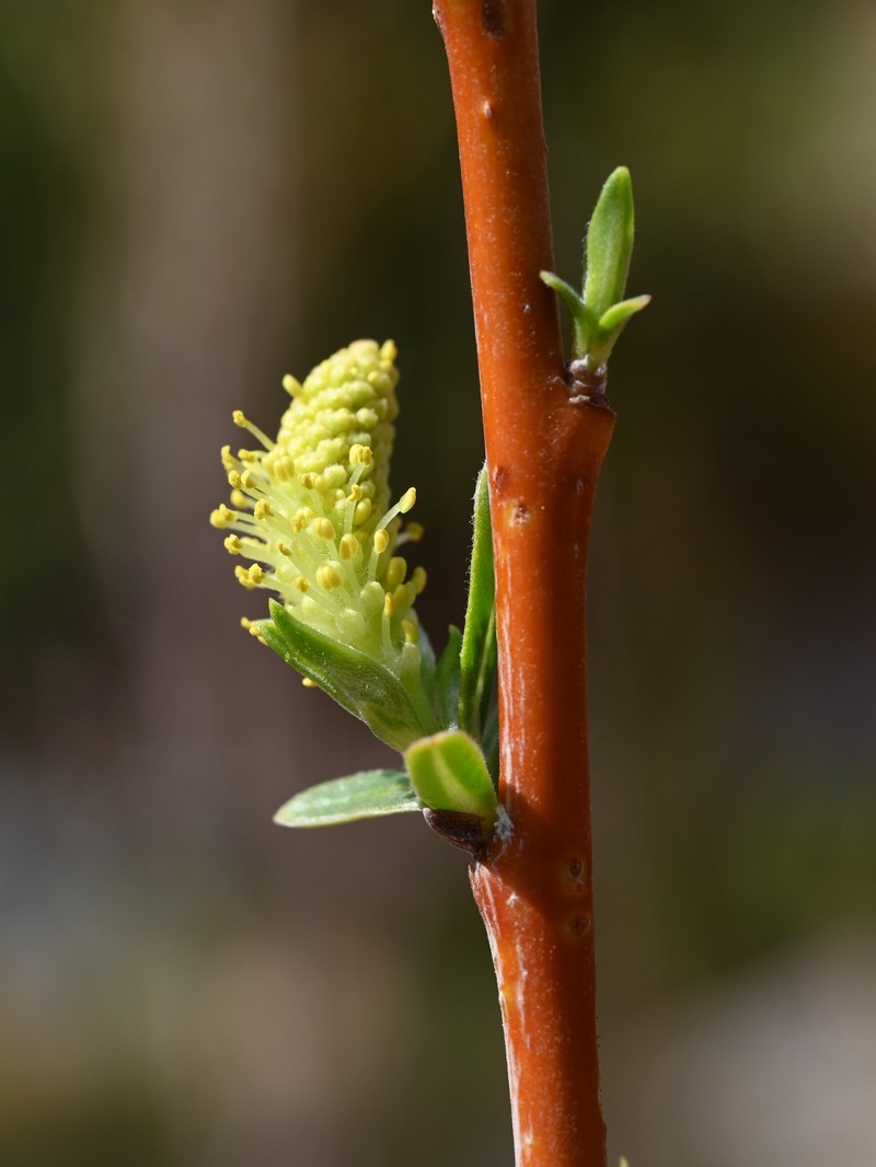 Narrowleaf Willow photo 2