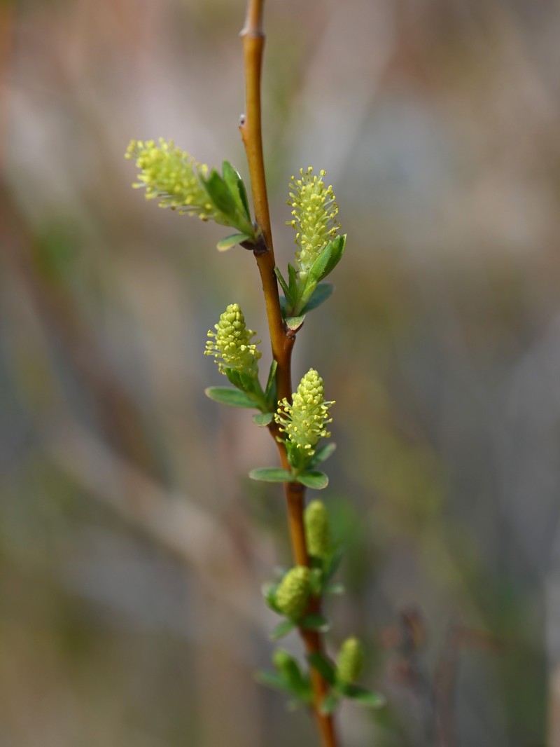 Narrowleaf Willow photo 3