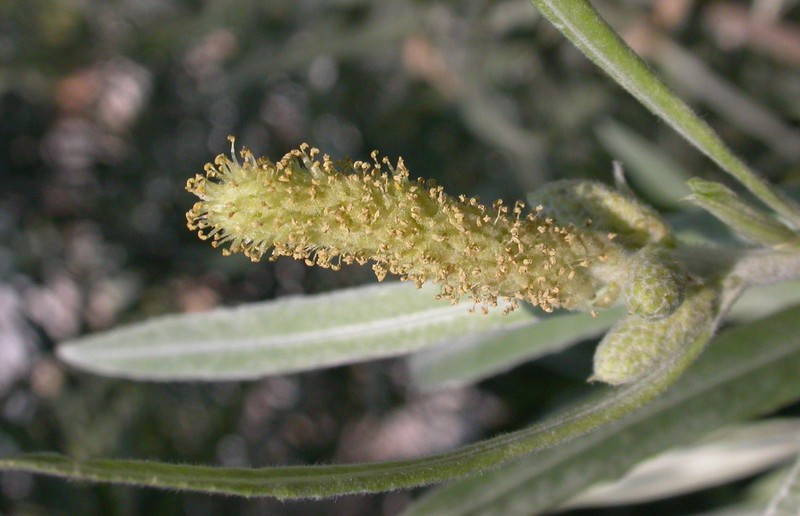 Narrowleaf Willow