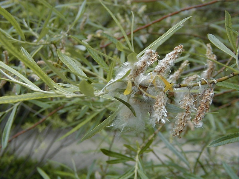 Elaeagnus Willow photo 2