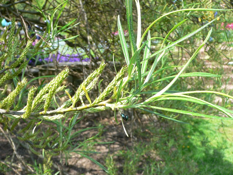 Elaeagnus Willow photo 3