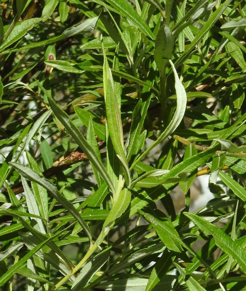 Elaeagnus Willow photo 4