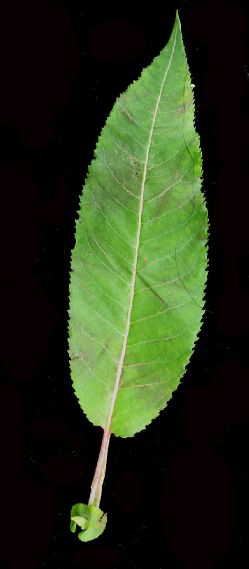 Missouri River Willow photo 5