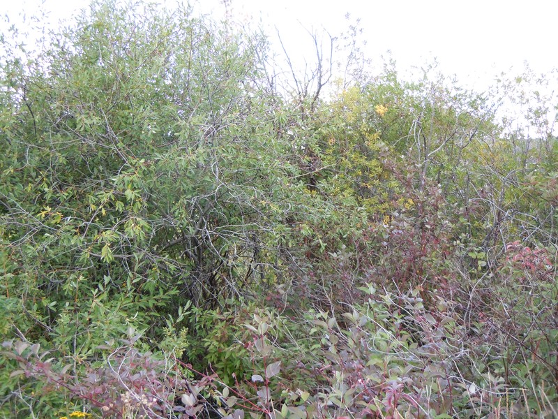 Missouri River Willow photo 4